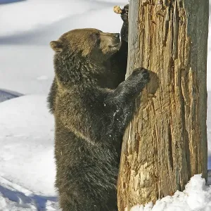 Brown bear (Ursus arctos) is standing in front of a dead trunk to wheat his claws