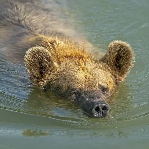Brown bear (Ursus arctos) swims in pond Brown bear (Ursus arctos) swims in pond
