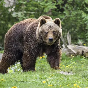 Brown bears, Ursus arctos, Europe, zoo, captive Brown bears, Ursus arctos, Europe, zoo, captive