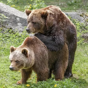 Brown bears (Ursus arctos), mating Brown bears (Ursus arctos), mating