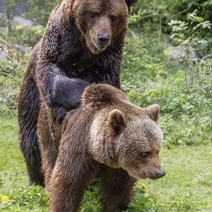 Brown bears (Ursus arctos), mating Brown bears (Ursus arctos), mating