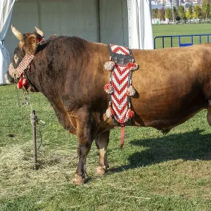 Brown bull with traditional Turkish fabric on it on green grass in display Brown bull with traditional Turkish fabric on it on green grass in display