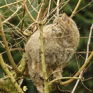 A brown cat climbing skilfully in a bare tree A brown cat climbing skilfully in a bare tree