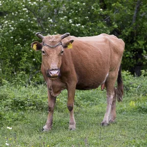 Brown cow standing on a green meadow with trees in the background Brown cow standing on a green meadow with trees in the background