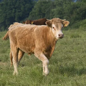 A brown cow stands on a green field with trees in the background A brown cow stands on a green field with trees in the background