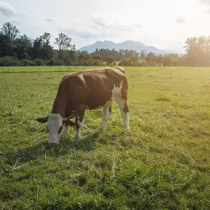 Brown cows on the green field in Bayern