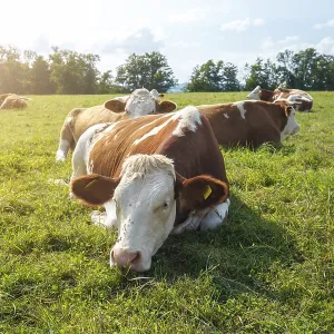 Brown cows on the green field in Bayern