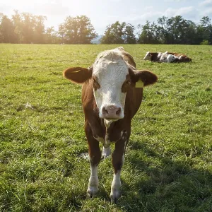 Brown cows on the green field in Bayern