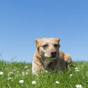 Brown cross breed dog laying in grass Brown cross breed dog laying in grass