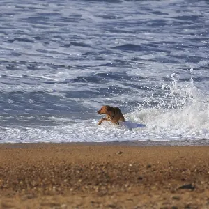 Brown dog playing in ocean wave splashes Brown dog playing in ocean wave splashes