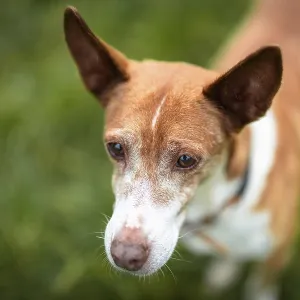 Brown dog, Podenco, expressing peacefully in the countryside