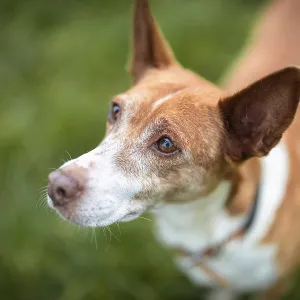 Brown dog, Podenco, in grass with expectant upward view