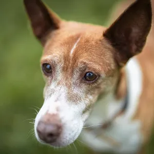 Brown dog, Podenco, looking gently in the grass