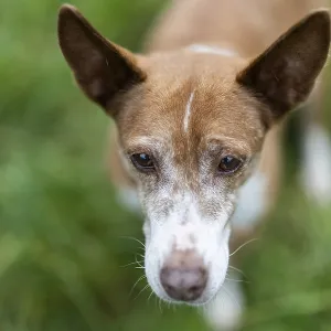 Brown dog, Podenco, looks thoughtful in the lawn
