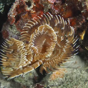 Brown Feather Worm Print, Coral Reef, Muzil, Croatia Brown Feather Worm Print, Coral Reef, Muzil, Croatia