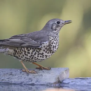 A brown-feathered mistle thrush A brown-feathered mistle thrush