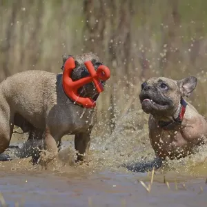 Two brown French Bulldog dogs having fun together playing fetch with a red anchor shaped dog toy together in big puddle