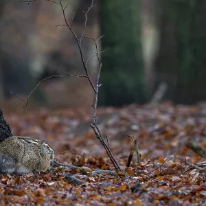 The brown hare (Lepus europaeus) is clearly recognisable in this photo