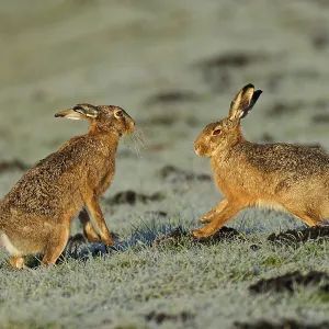 Le lièvre brun (Lepus europaeus) en couple sur une prairie recouverte de givre. Le lièvre brun (Lepus europaeus) en couple sur une prairie recouverte de givre.
