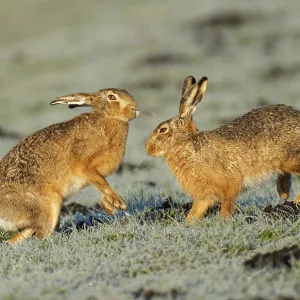 Brown Hare Pair on Hoarfrost Meadow Print, Germany Brown Hare Pair on Hoarfrost Meadow Print, Germany