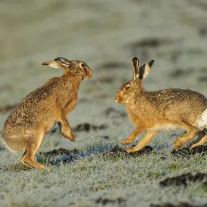 Brown Hare Pair on Hoarfrost-Covered Meadow Print, Germany Brown Hare Pair on Hoarfrost-Covered Meadow Print, Germany