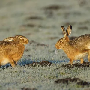 Brown Hare Pair on Hoarfrost-Covered Meadow Print, Germany Brown Hare Pair on Hoarfrost-Covered Meadow Print, Germany