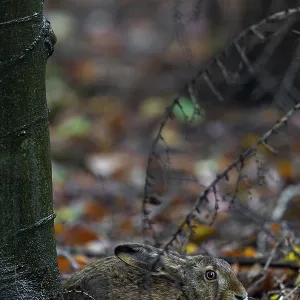 The brown hare (Lepus europaeus) uses its mare over a longer period of time