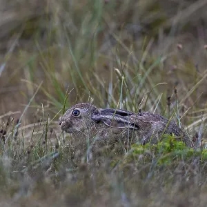 Brown hares (Lepus europaeus) are a common sight in the dunes of the North Sea coast