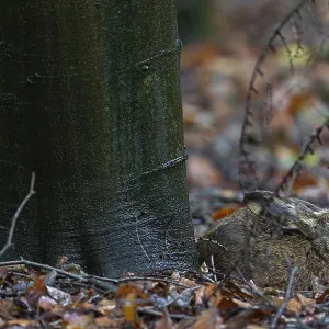 Brown hares (Lepus europaeus) spend many hours in their hutch