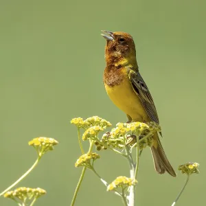 Brown-headed rabbit, songbird, Emberiza bruniceps