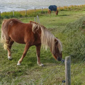 Brown horse with long mane grazing in a meadow next to water