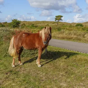 Brown horse looking into the camera next to a road