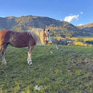 Brown horse standing peacefully on a pasture in front of mountain landscape Brown horse standing peacefully on a pasture in front of mountain landscape