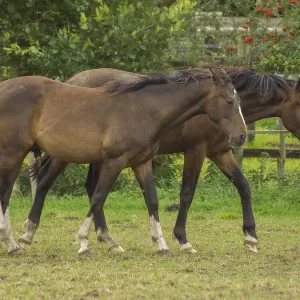 Two brown horses run close together across a green pasture