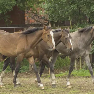 Three brown horses run together across a green pasture near trees