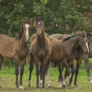 Four brown horses stand together on a pasture next to a forest