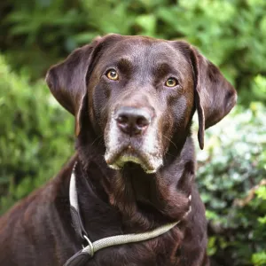 Brown Labrador Retriever dog with a serious expression Brown Labrador Retriever dog with a serious expression
