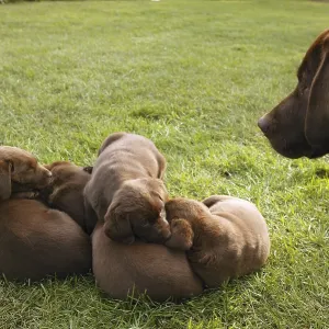Brown Labrador Retriever dog litter of pups Brown Labrador Retriever dog litter of pups