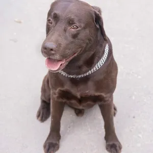 Brown Labrador sits on the road Brown Labrador sits on the road
