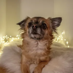 Brown long-haired Chihuahua sitting on a fluffy lambskin