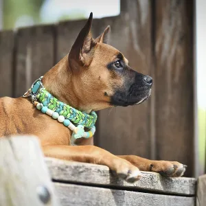Brown mixed breed dog wearing green paracord collar and anti thick EM ceramic neckalce in front of wooden background