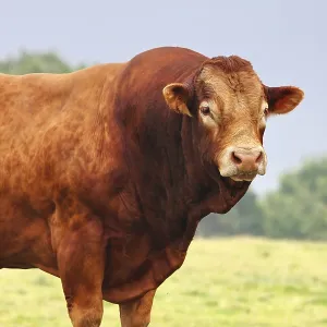 Brown Ox in a Green Field - Print Brown Ox in a Green Field - Print