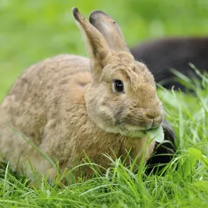A brown rabbit sits on a green meadow and chews a leaf