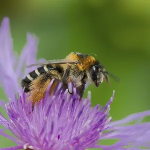 Brown-rumped trouser bee (Dasypoda hirtipes) on knapweed flower