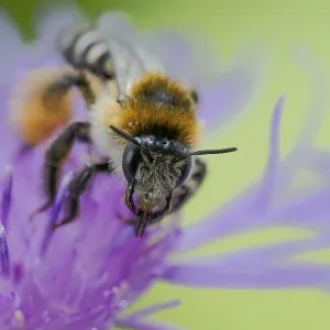 Brown-rumped trouser bee (Dasypoda hirtipes) on knapweed flower