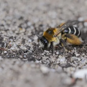 Brown-rumped trouser bee (Dasypoda hirtipes) on sandy soil