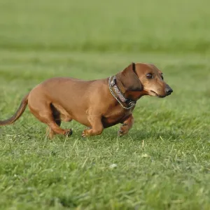 Brown short-haired dachshund at a gallop