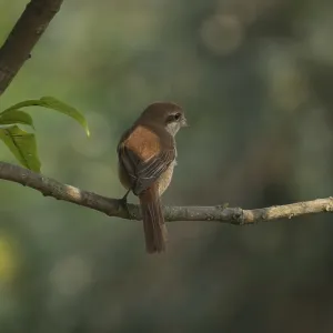 A Brown Shrike (Lanius cristatus)