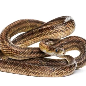 Brown snake rolling, isolated on white Brown snake rolling, isolated on white