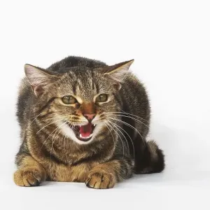 Brown Tabby Domestic Cat Female Meowing Print
